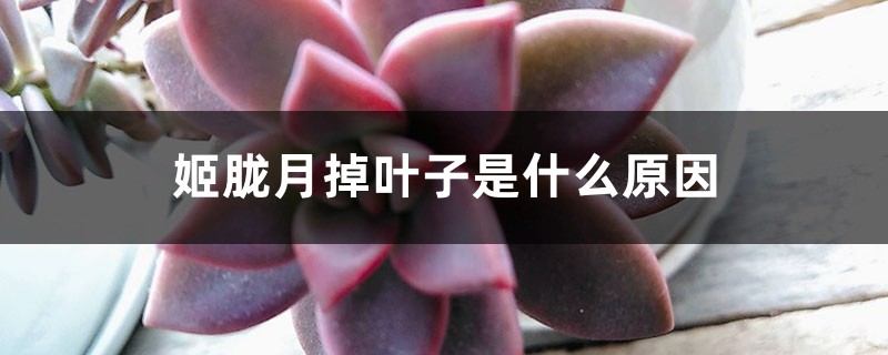 姬胧月掉叶子是什么原因 姬胧月掉叶子是什么原因