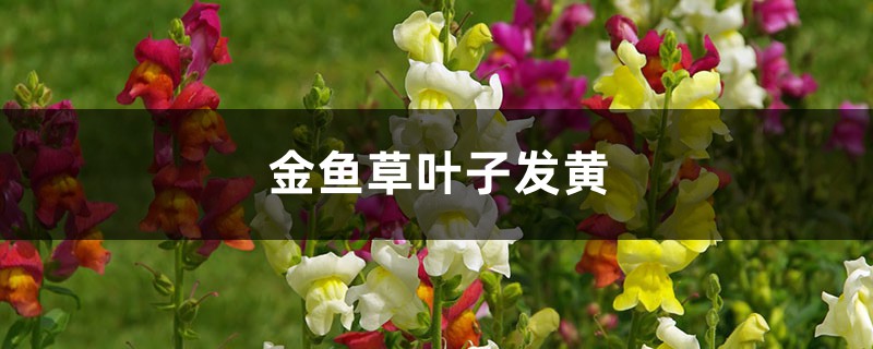 金鱼草黄叶的原因和处理办法 金鱼草黄叶的原因和处理办法