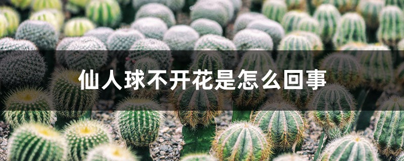 仙人球不开花是怎么回事 仙人球不开花是怎么回事