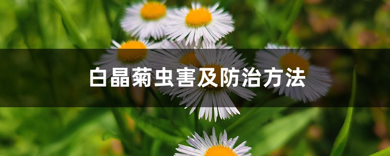 白晶菊虫害及防治方法 白晶菊虫害及防治方法