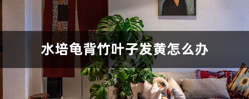 水培龟背竹叶子发黄怎么办 水培龟背竹叶子发黄怎么办