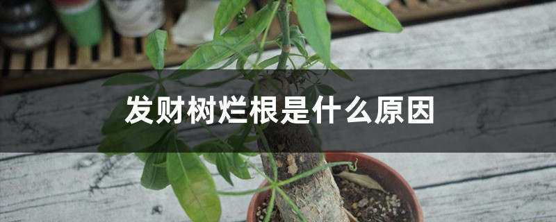 发财树烂根是什么原因 发财树烂根是什么原因