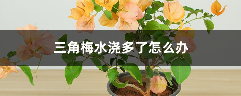 三角梅水浇多了怎么办 三角梅水浇多了怎么办