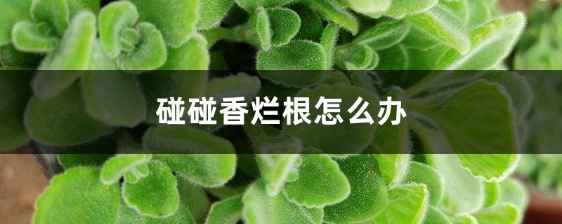 碰碰香烂根怎么办 碰碰香烂根怎么办