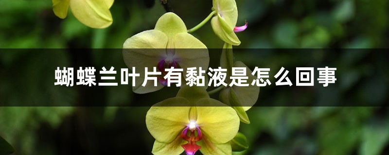 蝴蝶兰叶片有黏液是怎么回事,有黏液水株怎么办 蝴蝶兰叶片有黏液是怎么回事,有黏液水株怎么办