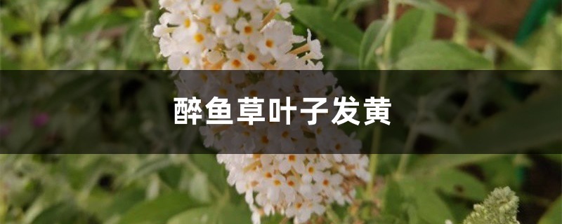 醉鱼草黄叶的原因和处理办法 醉鱼草黄叶的原因和处理办法