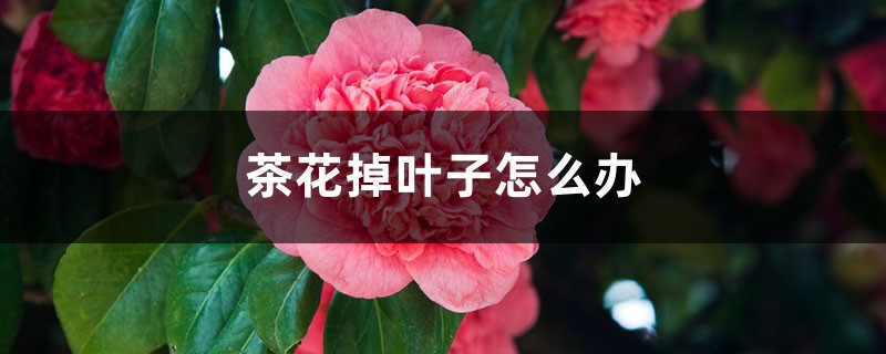 茶花掉叶子怎么办 茶花掉叶子怎么办