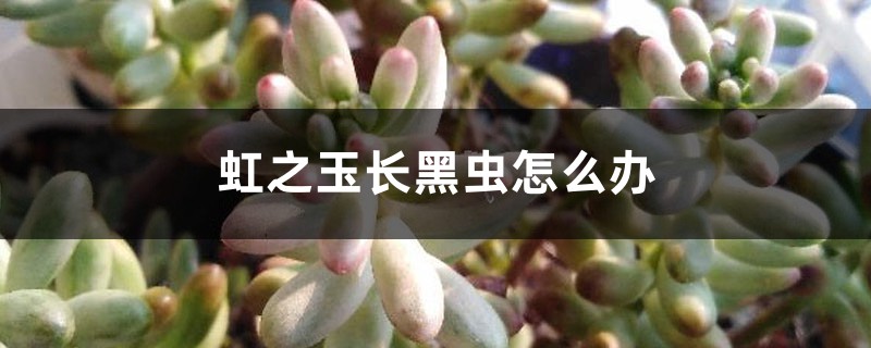 虹之玉长黑虫怎么办 虹之玉长黑虫怎么办