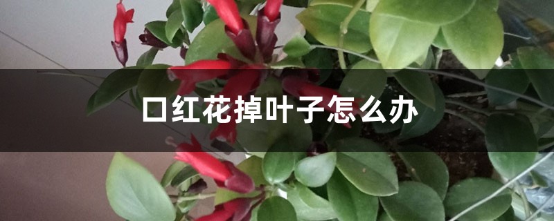 口红花掉叶子怎么办 口红花掉叶子怎么办