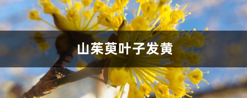 山茱萸黄叶的原因和处理办法 山茱萸黄叶的原因和处理办法