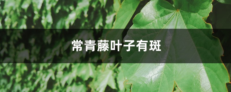 常青藤叶子有斑的原因 常青藤叶子有斑的原因