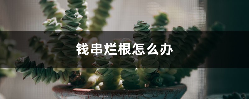 钱串烂根怎么办 钱串烂根怎么办