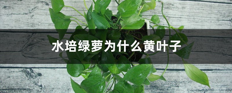 水培绿萝为什么黄叶子 水培绿萝为什么黄叶子