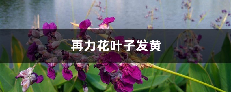 再力花黄叶的原因和处理办法 再力花黄叶的原因和处理办法