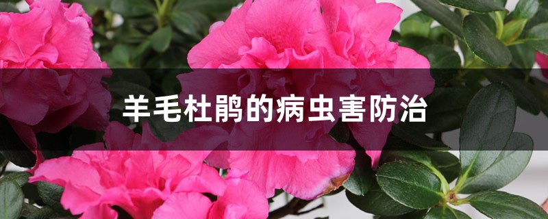 羊毛杜鹃的病虫害防治 羊毛杜鹃的病虫害防治
