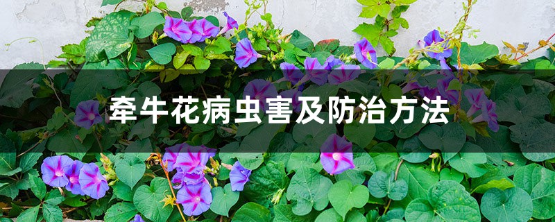 牵牛花病虫害及防治方法 牵牛花病虫害及防治方法