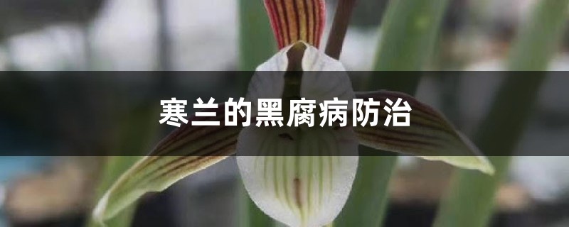 寒兰的黑腐病防治 寒兰的黑腐病防治