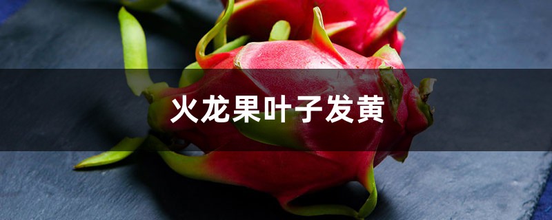 火龙果黄叶的原因和处理办法 火龙果黄叶的原因和处理办法