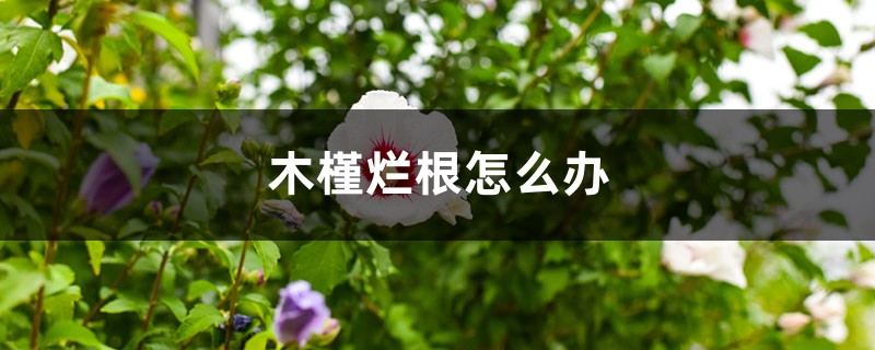 木槿烂根怎么办 木槿烂根怎么办