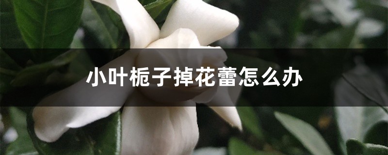 小叶栀子掉花蕾怎么办 小叶栀子掉花蕾怎么办