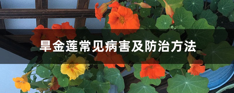 旱金莲常见病害及防治方法 旱金莲常见病害及防治方法