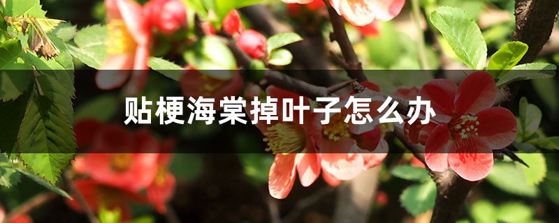 贴梗海棠掉叶子怎么办 贴梗海棠掉叶子怎么办