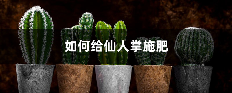 仙人掌施肥方法,用什么肥好 仙人掌施肥方法,用什么肥好