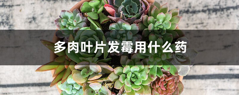 多肉叶片发霉用什么药 多肉叶片发霉用什么药