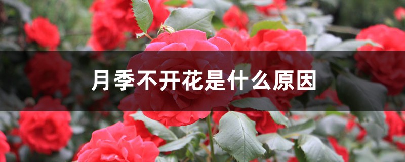 月季不开花是什么原因 月季不开花是什么原因