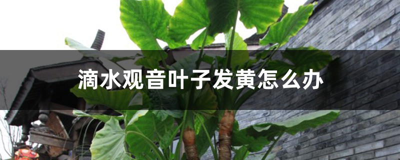 滴水观音叶子发黄怎么办 滴水观音叶子发黄怎么办
