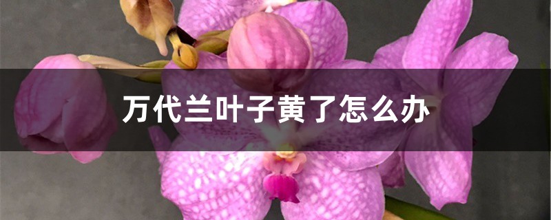 万代兰叶子黄了怎么办 万代兰叶子黄了怎么办