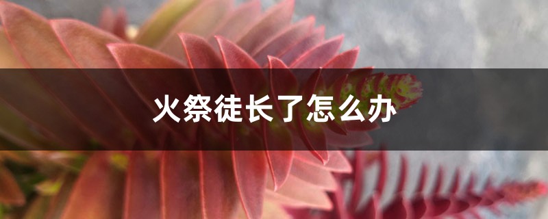 火祭徒长了怎么办 火祭徒长了怎么办