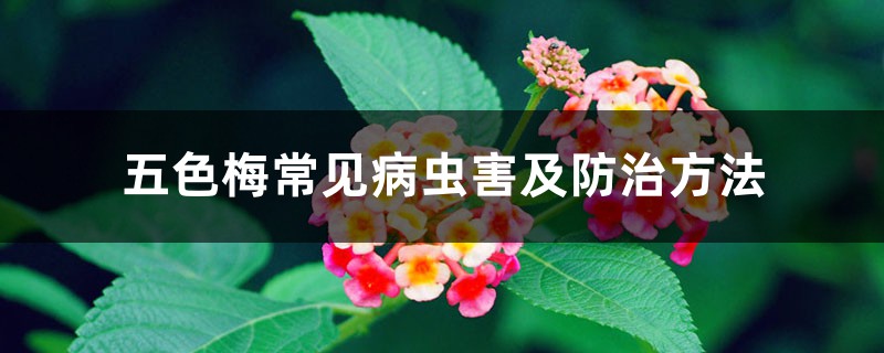 五色梅常见病虫害及防治方法 五色梅常见病虫害及防治方法