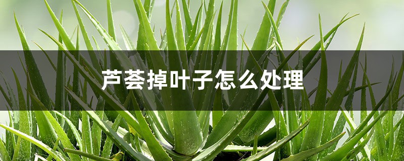 芦荟掉叶子怎么处理