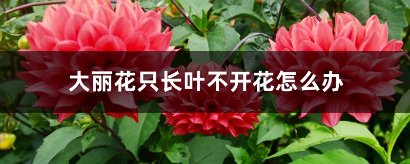 大丽花只长叶不开花怎么办 大丽花只长叶不开花怎么办