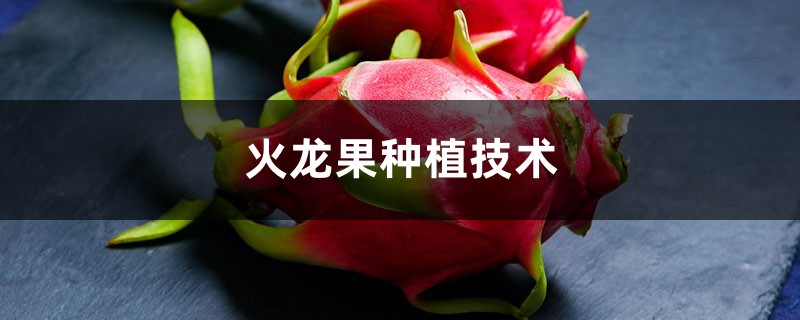火龙果种植技术 火龙果种植技术