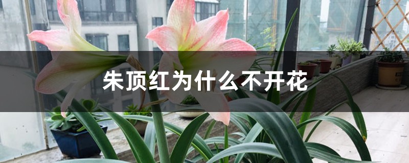 朱顶红为什么不开花 朱顶红为什么不开花