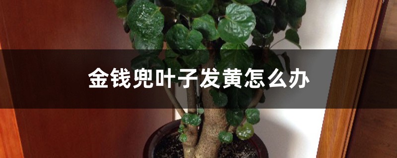 金钱兜叶子发黄怎么办 金钱兜叶子发黄怎么办