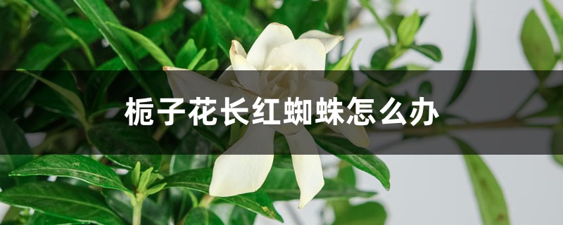 栀子花长红蜘蛛怎么办 栀子花长红蜘蛛怎么办