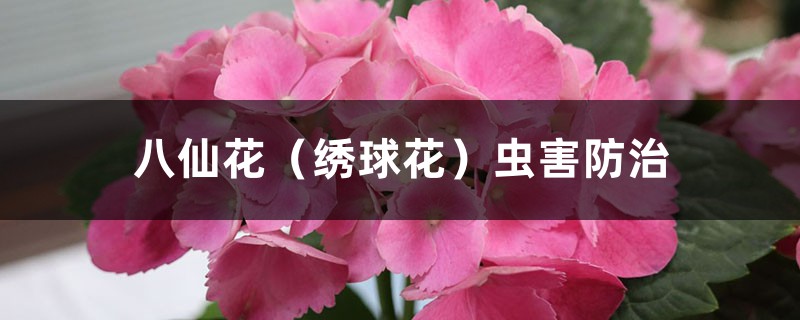 八仙花(绣球花)虫害防治 八仙花(绣球花)虫害防治