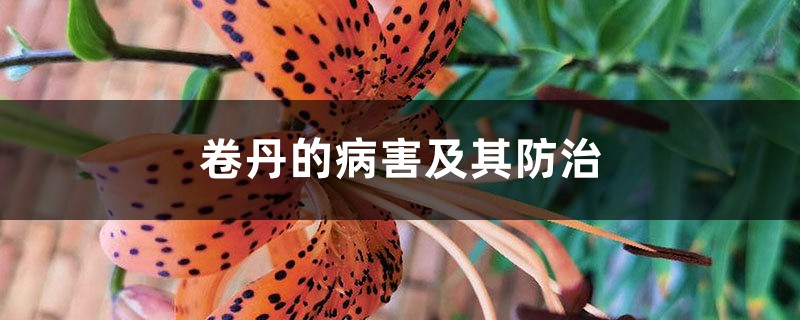 卷丹的病害及其防治 卷丹的病害及其防治