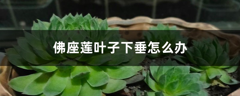 佛座莲叶子下垂怎么办 佛座莲叶子下垂怎么办