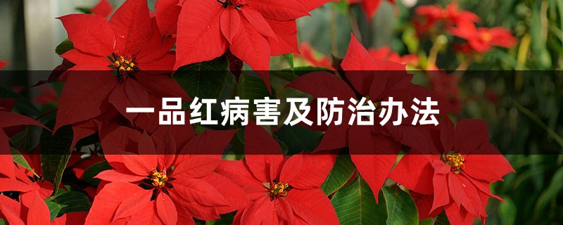 一品红病害及防治办法 一品红病害及防治办法