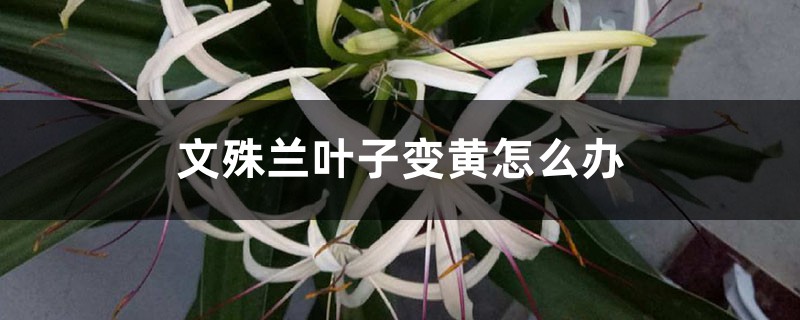 文殊兰叶子变黄怎么办 文殊兰叶子变黄怎么办