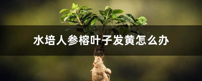 水培人参榕叶子发黄怎么办 水培人参榕叶子发黄怎么办