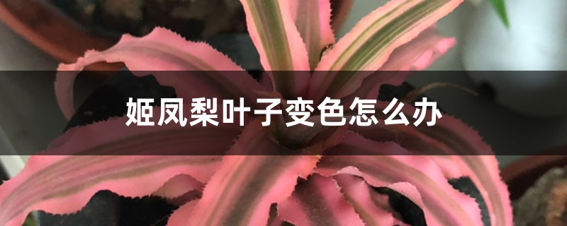 姬凤梨叶子变色怎么办 姬凤梨叶子变色怎么办