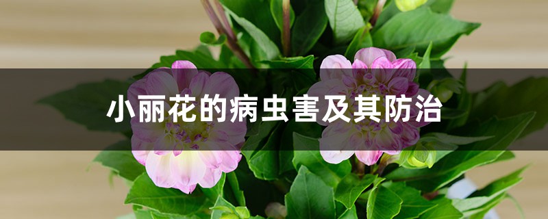 小丽花的病虫害及其防治 小丽花的病虫害及其防治