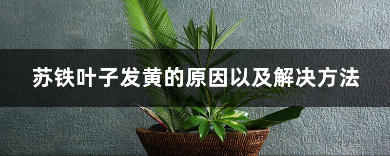 苏铁叶子发黄的原因以及解决方法 苏铁叶子发黄的原因以及解决方法