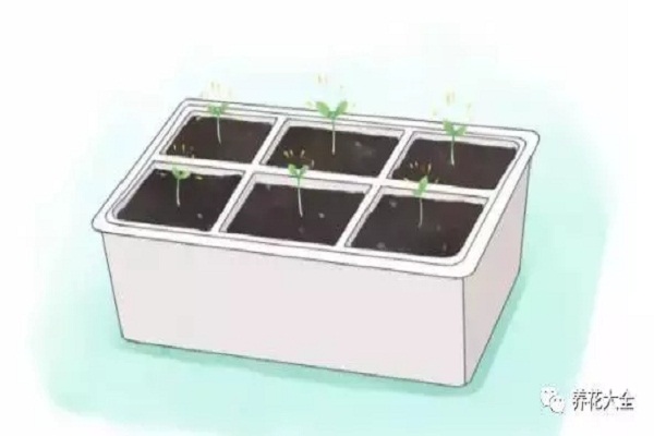 现在随手撒把种子,半年不用买菜啦! 现在随手撒把种子,半年不用买菜啦!
