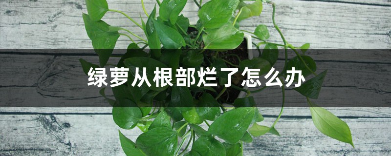 绿萝从根部烂了怎么办,需要修根吗 绿萝从根部烂了怎么办,需要修根吗